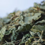 Lemon Balm