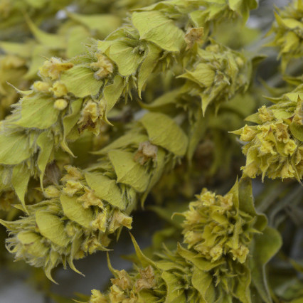 Mountain Tea Olympus (Sideritis scardica)