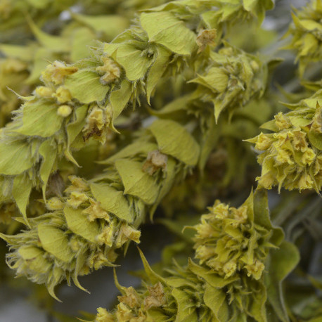 Τσάι του βουνού Όλυμπος (Sideritis scardica)